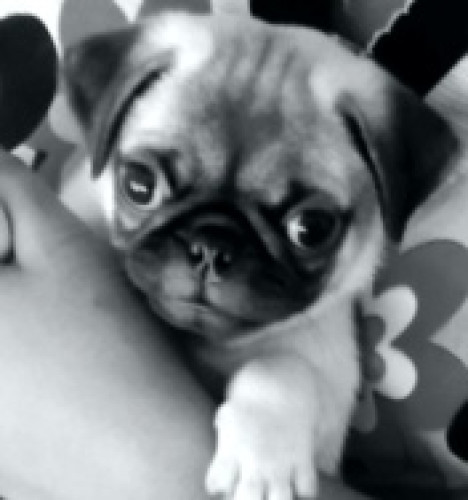 pure breed pug